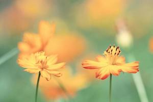 Kosmosblumenfeld mit unscharfem Hintergrund foto