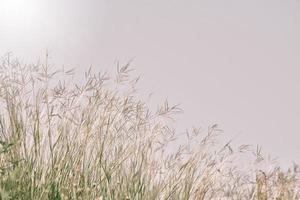 Wiesenblumen in weichem, warmem Licht. verschwommener natürlicher hintergrund der weinleseherbstlandschaft foto