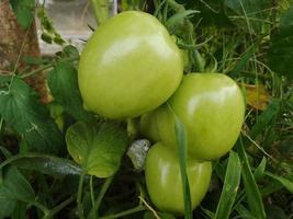 die schöne grüne Tomate foto