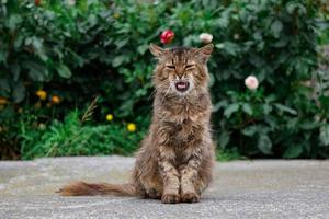 schönes streunendes katzenporträt, das die kamera betrachtet foto