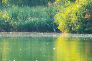 Graureiher oder Ardea Cinerea am Fluss in wilder Natur foto