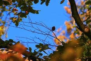 Herbstbäume und Blätter mit buntem Laub im Park. foto