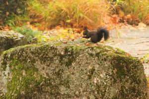 europäisches rotes eichhörnchen, das nüsse im park isst foto