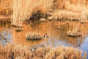 Wildente in fliegender Aktion in der Nähe eines Sumpfes foto