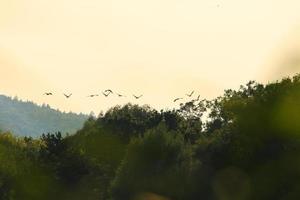 Herde von Wildgänsen Silhouette auf einem Sonnenuntergangshimmel foto