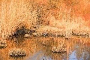 Wildente in fliegender Aktion in der Nähe eines Sumpfes foto