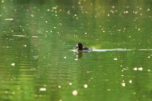 Wildenten auf dem See in der Nähe der Donau in Deutschland foto