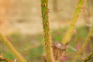 dornige Heckenrosenzweige. grüner Wildrosenzweig mit vielen kleinen und großen scharfen und spitzen orangefarbenen Dornen foto