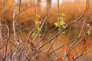 dornige Heckenrosenzweige. grüner Wildrosenzweig mit vielen kleinen und großen scharfen und spitzen orangefarbenen Dornen foto