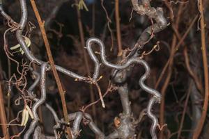 Die Contorta-Haselnuss ist kein immergrüner Baum, aber auch im Winter sieht sie ohne Blätter spektakulär aus. Die Zweige sind wunderschön ineinander verschlungen und verdreht. foto