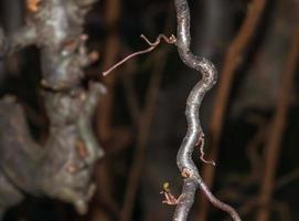 Die Contorta-Haselnuss ist kein immergrüner Baum, aber auch im Winter sieht sie ohne Blätter spektakulär aus. Die Zweige sind wunderschön ineinander verschlungen und verdreht. foto