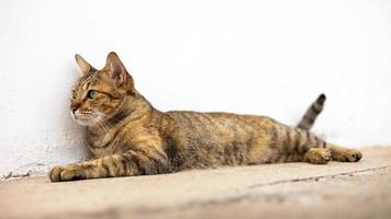 eine schöne schwarzbraun gemusterte thailändische katze liegt und starrt etwas auf dem alten zementboden an. foto