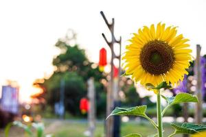 eine Nahaufnahme der wunderschönen blühenden gelben Sonnenblumen vor der orangefarbenen Abendsonne. foto