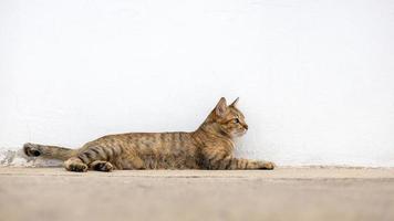 eine schöne schwarzbraun gemusterte thailändische katze liegt und starrt etwas auf dem alten zementboden an. foto