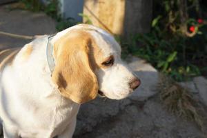 Hund wartete vor dem Haus auf den Besitzer. foto