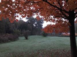 Herbstfeld und Bäume foto