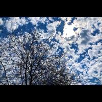 Baum bewölkter Himmel foto