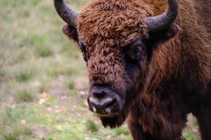 europäischer bison oder zubr, bison bonasus nahaufnahme foto
