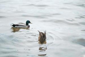 eine Ente, die nach Nahrung taucht foto