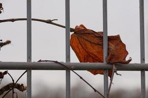 Blatt hinter einem Metallzaun foto