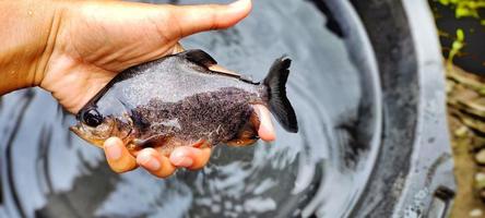 mann, der aparastromateus niger fisch, draufsicht und wasserhintergrund hält. foto