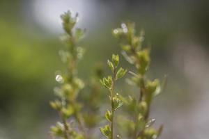 Nahaufnahme der frisch gewachsenen Pflanze im Frühling. foto