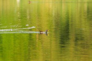 Wildenten auf dem See in der Nähe der Donau in Deutschland foto