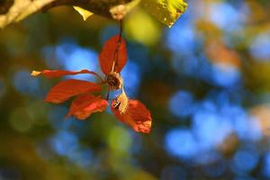 Herbstbäume und Blätter mit buntem Laub im Park. foto