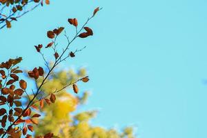 Herbstbäume und Blätter mit buntem Laub im Park. foto