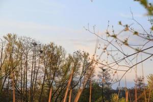 Fliegende Enten vor einer Abendlandschaft foto