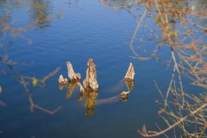 tote Bäume, die aus dem Wasser des Sees auftauchen foto