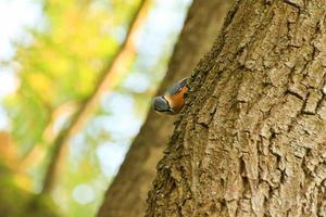 Rotkehlchen Erithacus Rubecula sitzt auf einem Ast foto