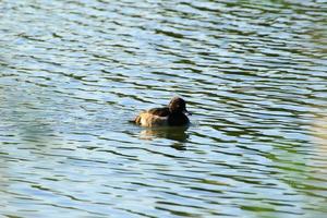 Wildenten auf dem See in der Nähe der Donau in Deutschland foto