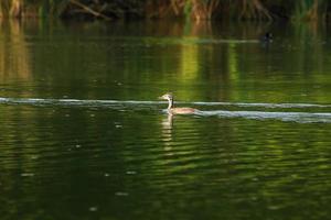 Haubentauchervogel, der auf der Donau schwimmt foto