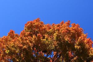 schöne Herbstlandschaft mit buntem Laub im Park. foto