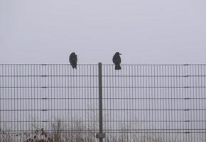 Krähe sitzt auf dem Zaun im Nebel in der Stadt foto