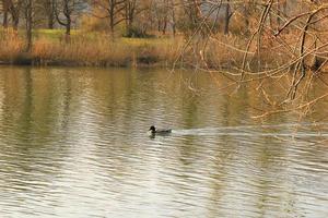 männliche stockente im wasser in der nähe der donau foto