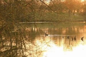 gegen den lichtschuss eines blässhuhns auf dem see bei sonnenuntergang foto