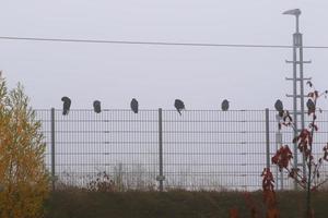 Krähe sitzt auf dem Zaun im Nebel in der Stadt foto