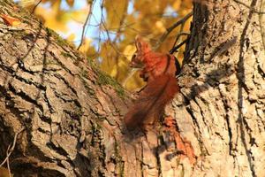 porträt des eurasischen roten eichhörnchens, das auf baum im park klettert foto