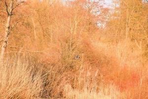 Wildente in fliegender Aktion in der Nähe eines Sumpfes foto