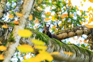 Porträt des eurasischen roten Eichhörnchens, das an einem Herbsttag auf einem Baum klettert foto