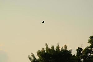 Vogelsilhouette im Flug bei Sonnenuntergang foto