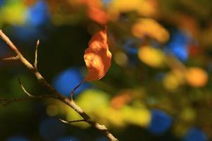 Herbstbäume und Blätter mit buntem Laub im Park. foto