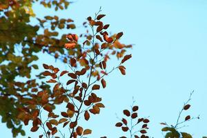 Herbstbäume und Blätter mit buntem Laub im Park. foto