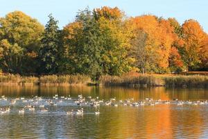 Wildenten auf dem See in der Nähe der Donau in Deutschland foto