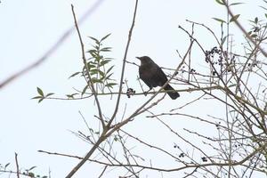 Amsel sitzt im Winter auf einem Ast foto