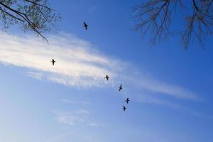 Fliegende Enten vor einer Abendlandschaft foto