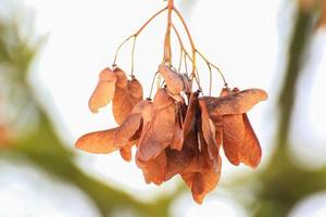 Details von getrockneten Blättern, die vom Baum hängen foto