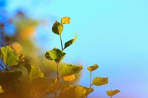 Herbstbäume und Blätter mit buntem Laub im Park. foto